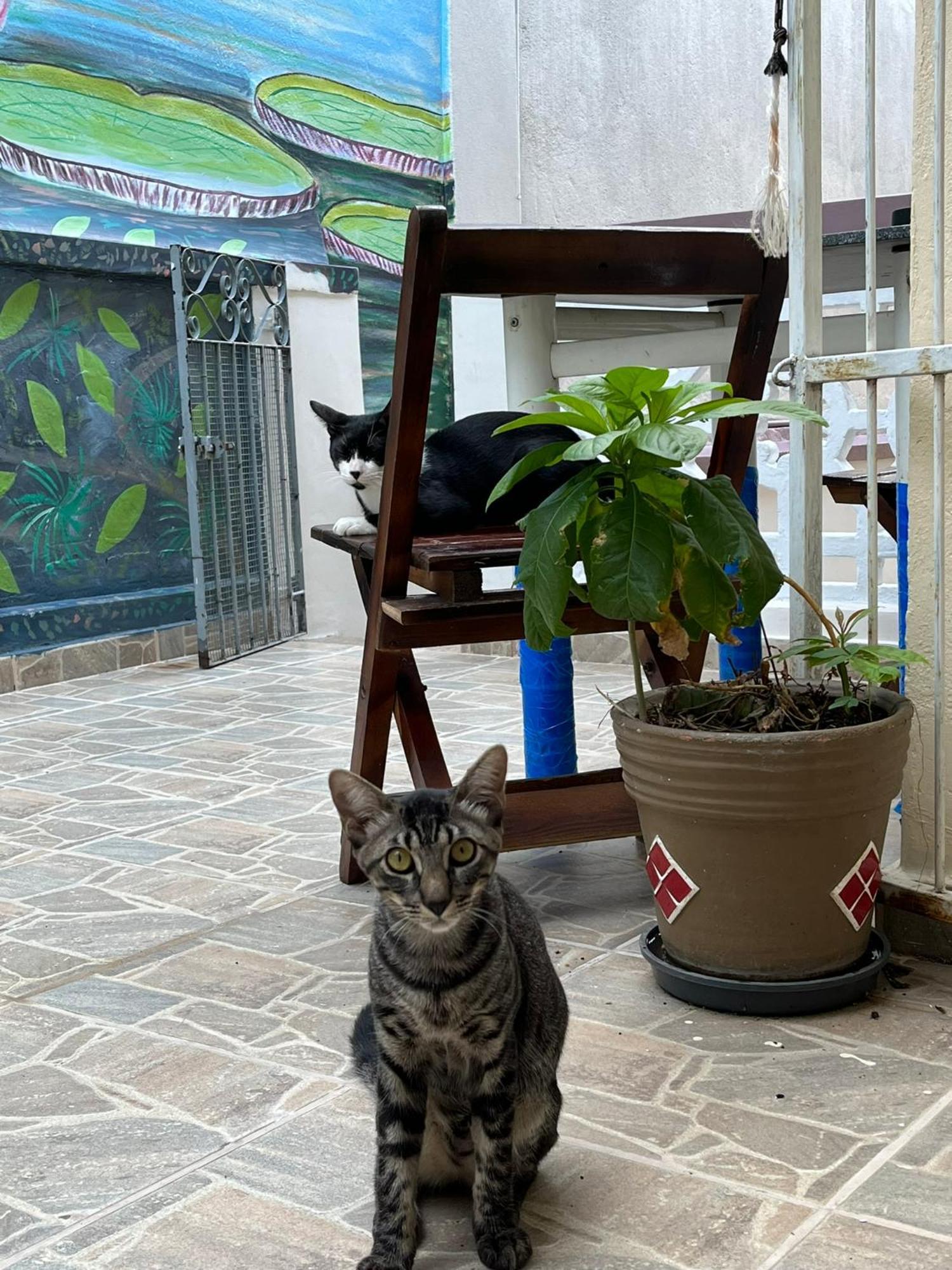 מנאוס Aldeia Hostel מראה חיצוני תמונה